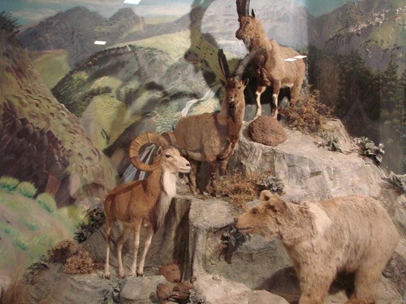 موزه حیات وحش اردبیل-FDn9iAkHGS