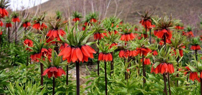 جاهای دیدنی خوانسار در بهار-FESIi2vgI3