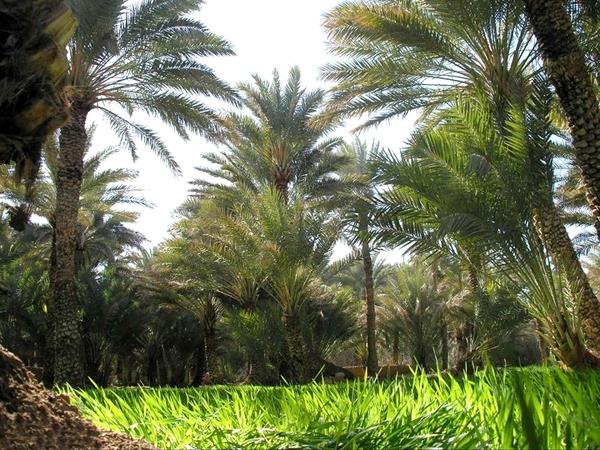 خور و بیابانك-FNwsyRSPTg