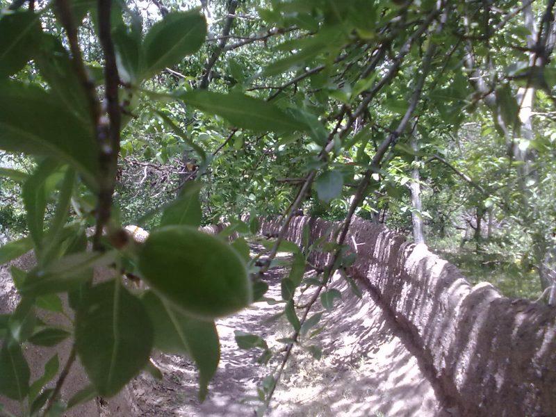 روستای علون آباد-Fmyfjw4P1f