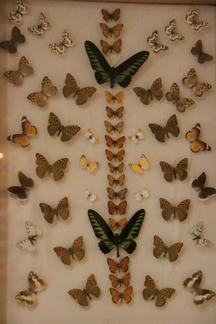 باغ موزه پروانه ها-FpxQckq61o
