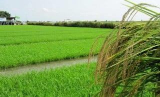 آوای شالیزار-Fw9rPSY7fs