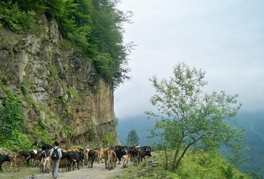 منطقه شكار ممنوع لفور-G6qvivIA0y