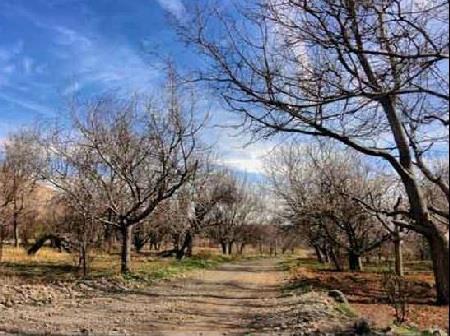 روستای علی آباد یزد-GJubJdIIPW