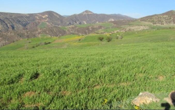 روستای كوا-GPRsneoOcD