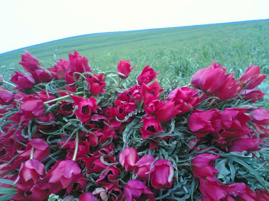 روستاهای گرمی ( معرفی ۲۲۰ روستای گرمی )-GU3xdivtNR