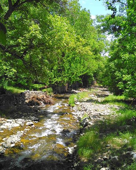 روستای طامه-GnenZ3IlGr