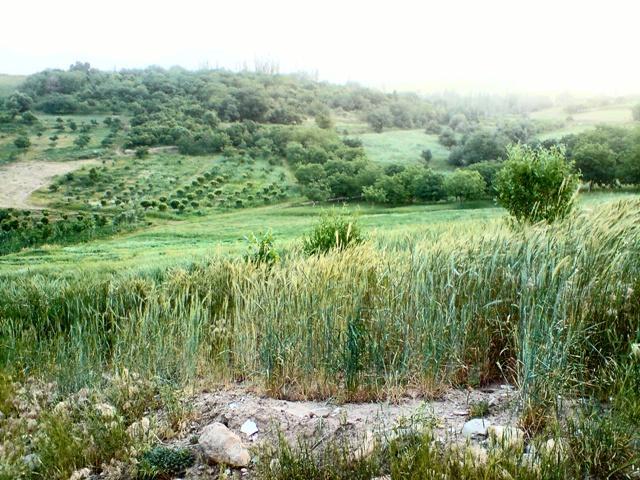روستای ونایی-GzkWHz5IKv