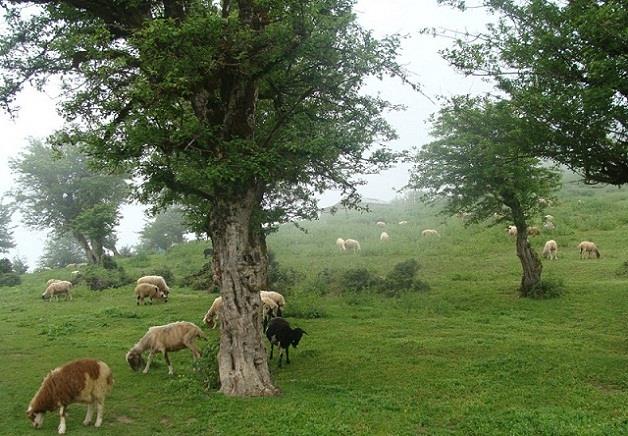 مناطق كوهستانی فومن-GzpX6CgbrY