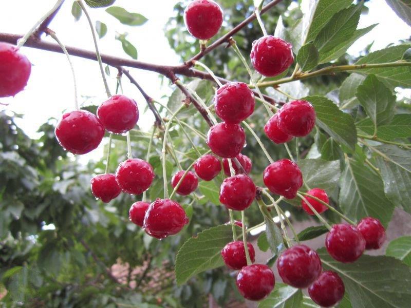روستای كهنمو-HKwE9QnQTe