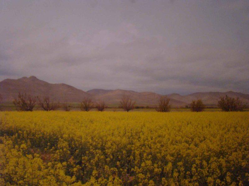 چمن سلطانیه-HNELTqLqUx
