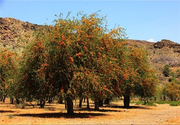 انار شیطان جیرفت-HPPc1tWPnX