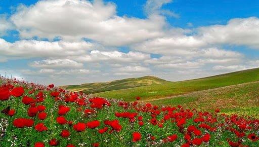 روستای چهچهه كلات ، بزرگترین قطب تولید پسته-HrFKjMcoDv