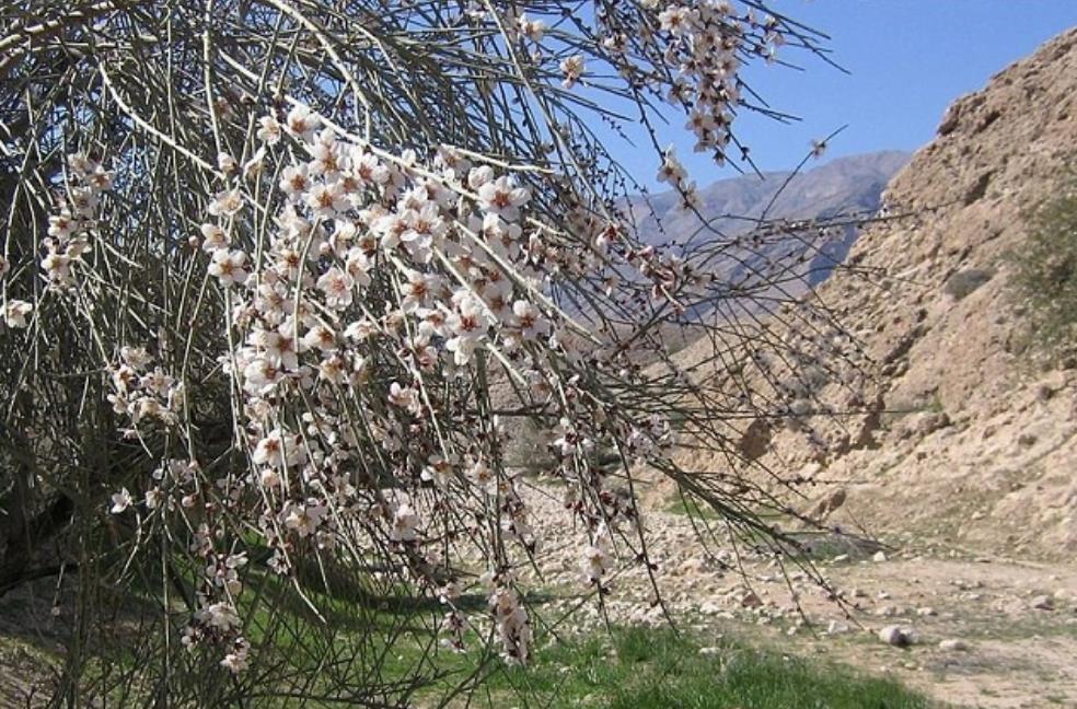 جنگل كوه شب لارستان-HrO61dRvuc