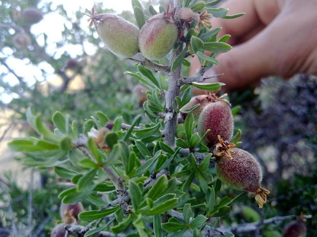 روستای احمدمحمودی-I5rgFxANJ2