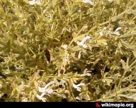 روستای تنگ طه-INkE75RuTO