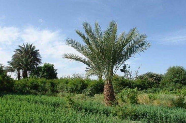 منطقه گردشگری بلپیر نیكشهر-ImuNhgnIvm