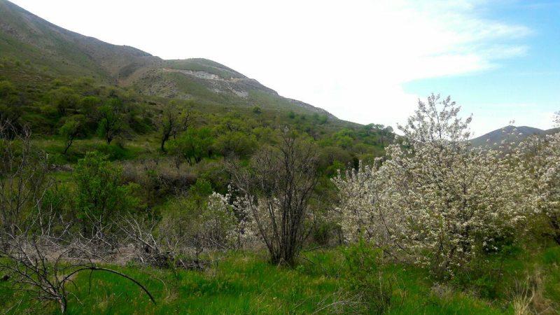 روستاهای آبیك ( معرفی ۶۹ روستای آبیك )-IpDhwjlhK5