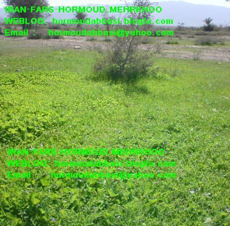 روستای هرمود مهرخویی-JGjhZk7axV