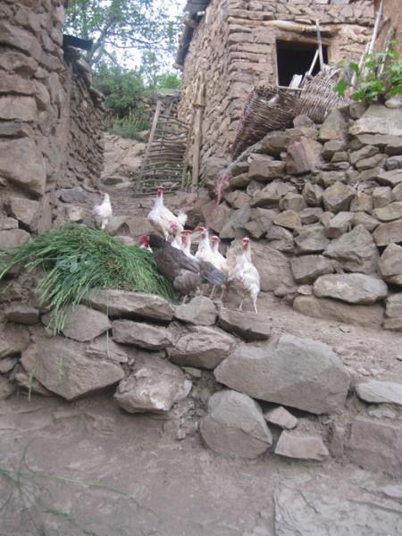 روستای پراچان-JHgTUeQ19m