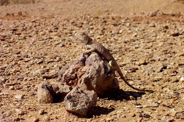 جاهای دیدنی بیرجند در بهار (۴۰ جاذبه گردشگری)-JNtEgnOq7N