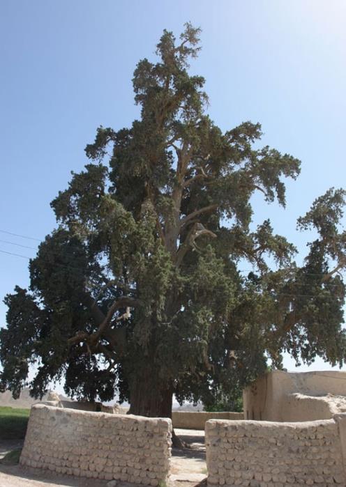 سرو زربین سنگان-K5b28Z0nki