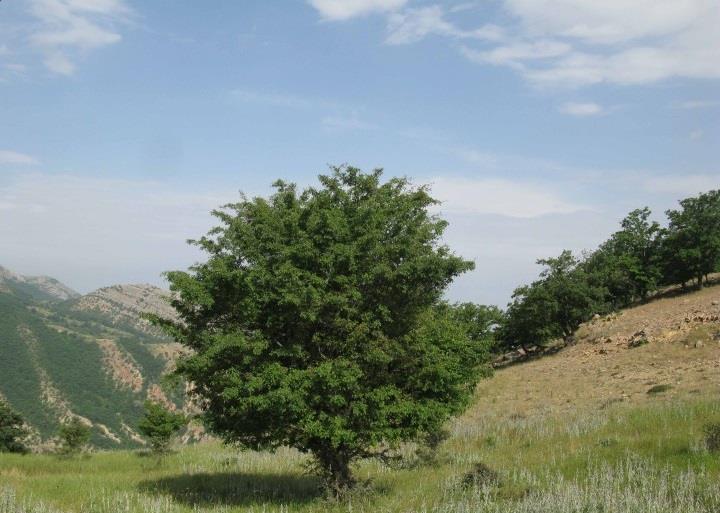 طبیعت باغ دره-KZcWwH2sia