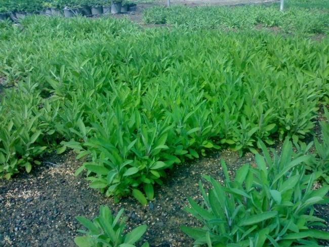 باغ گیاهان دارویی بوعلی سینا همدان-KaX2uHsZ9m