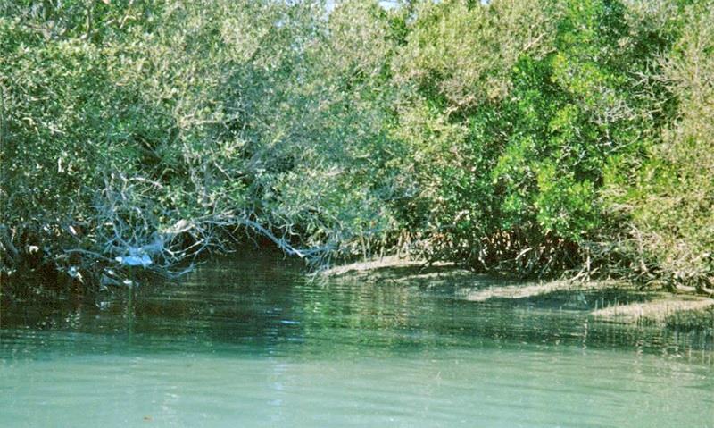 تالاب آذینی ( خور سیریك )-KmWKelMrKO