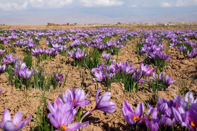 روستای سنو گناباد-Kx431Eyk0W