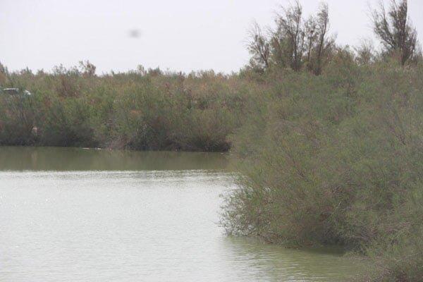 جنگل نیاتك هیرمند-LVaw54Q7LU