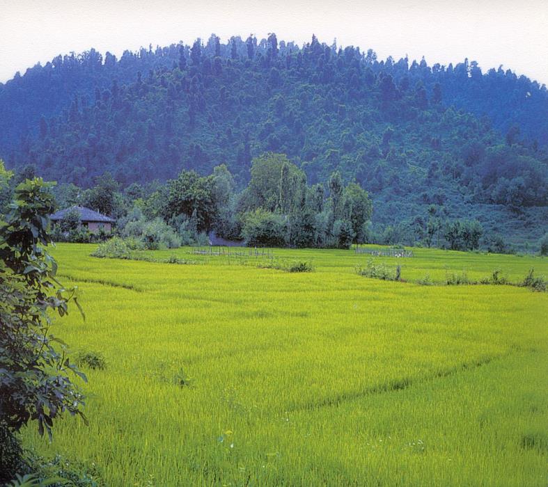 روستاهای رامسر ( ۱۴۱ روستای رامسر ) استان مازندران, رامسر-LsHNw8LSe9