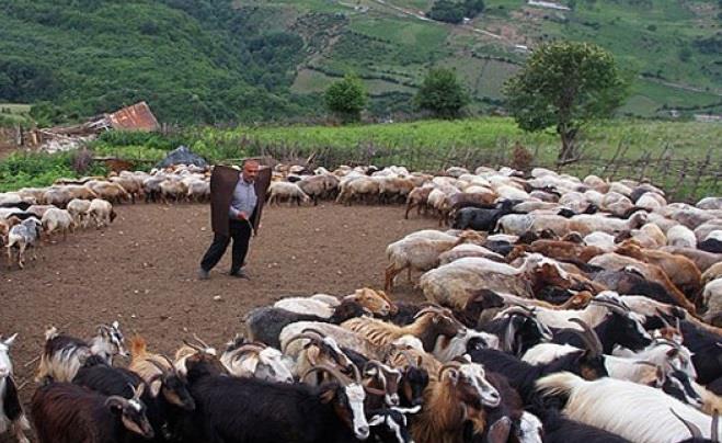 آئین سنتی شیردوشان-M0aduYqRPc