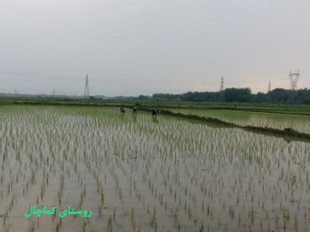 روستای كماچال-MFO87dCUIh