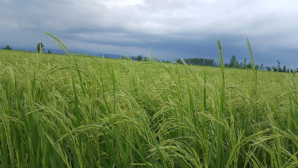 روستاهای آمل ( معرفی ۳۴۵ روستای آمل )-MUIP9hP1uM