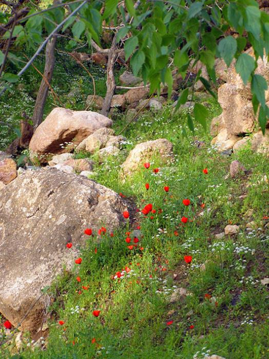 روستای سنو گناباد-MaDglpV6hH