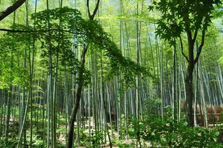جنگل زیبای بامبو در ژاپن-MmfCXuxFkl