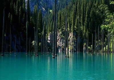 جنگل‌هایی در دل آب-MpGLOSvfQn