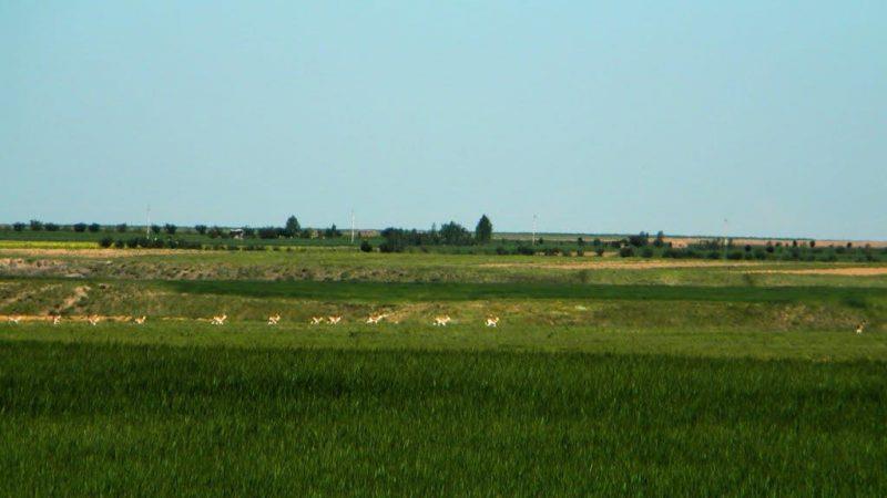 دشت سهرین-MvklXrQbEy