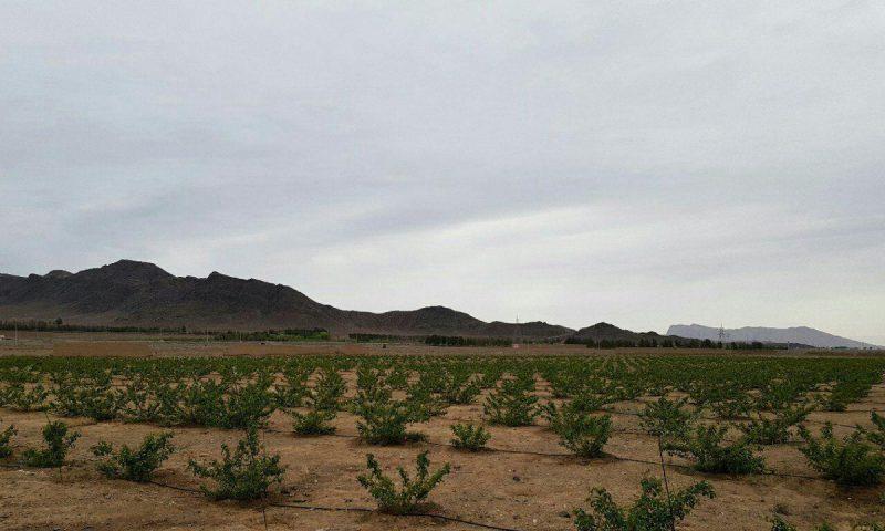 كاخ تاج آباد نطنز-N6c9i5cbIz