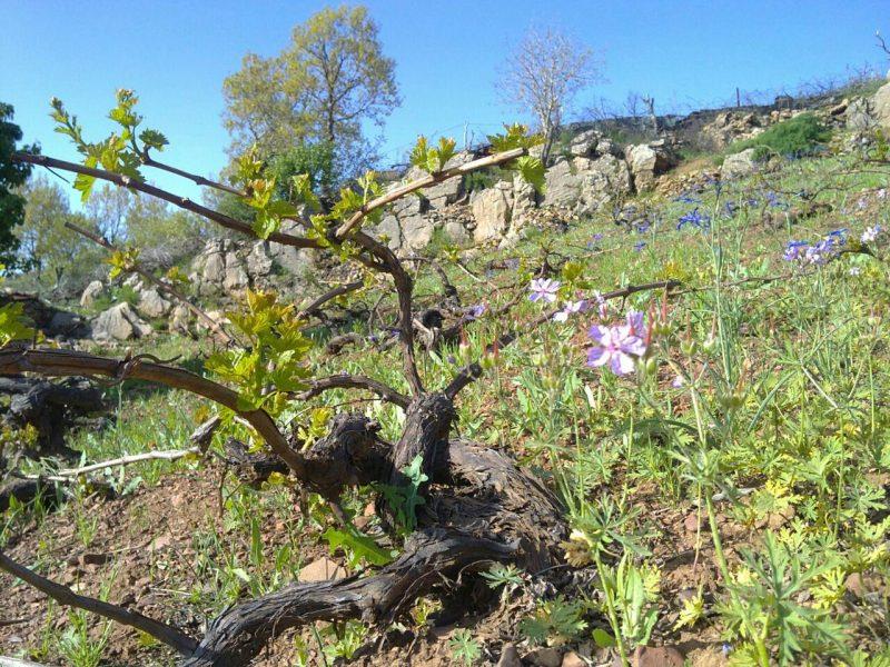 روستای بیرواس ( بیدرواز )-NBdpZeBnaN