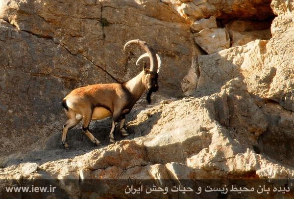 منطقه حفاظت شده گاندو-NLcqxkkrsJ