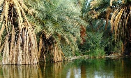 نوروز گردی در طبس-NgTsXnWmpz