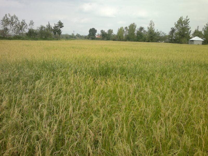 روستای دلچه-NlUUKllP8M