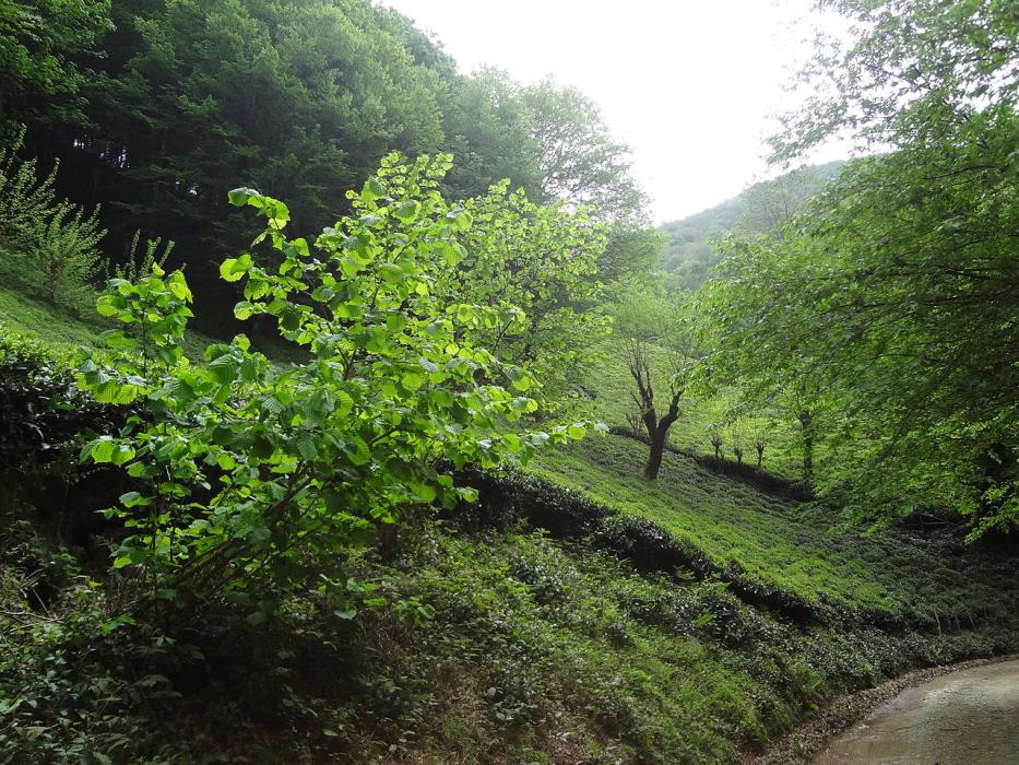 روستاهای لاهیجان ( معرفی ۱۸۱ روستای لاهیجان )-OAQkIie0Ax