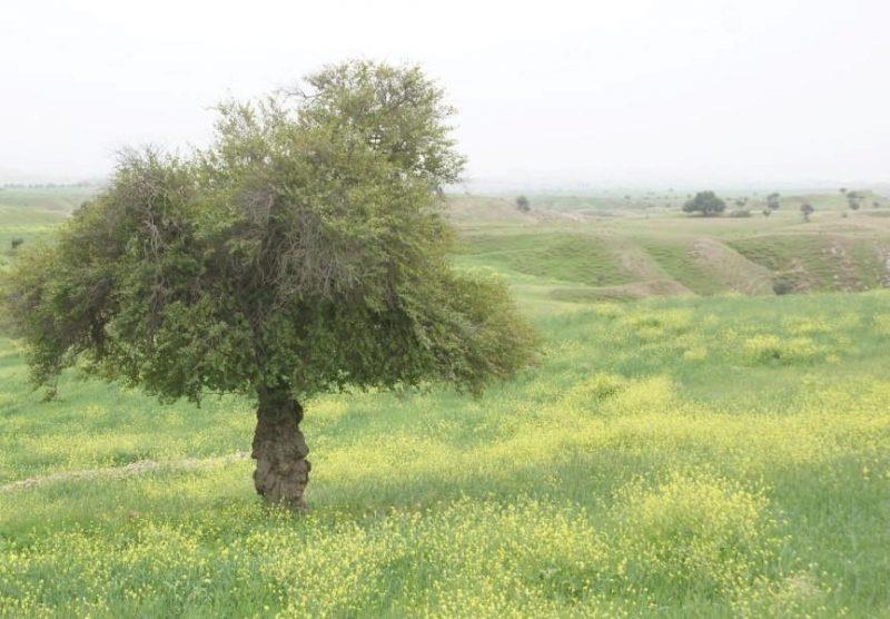 بنه میر-OFBz7kCisa
