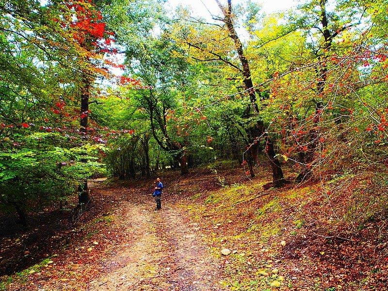جنگل بلیران-OHJrMEp6j8