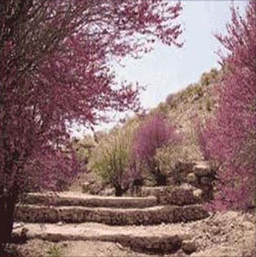 تنگ ارغوان-OauQTyU1gv