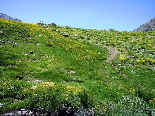 چمنزار مور سلطونی-OeAtCgyjgk