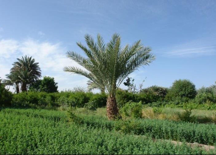 روستای لادیز-OfYhqXKcHp